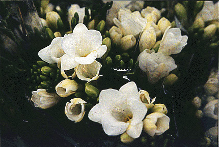 white flowers